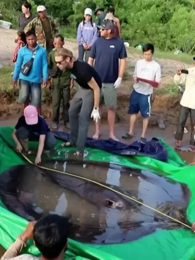 Video: World's biggest freshwater fish stingray was discovered