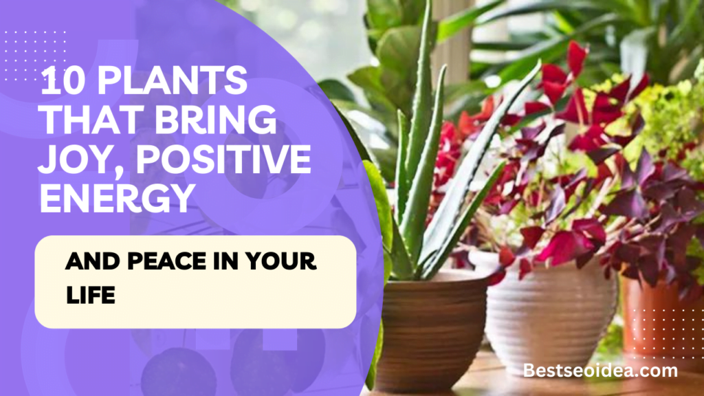 10 Plants that bring joy, positive energy, and peace in your life